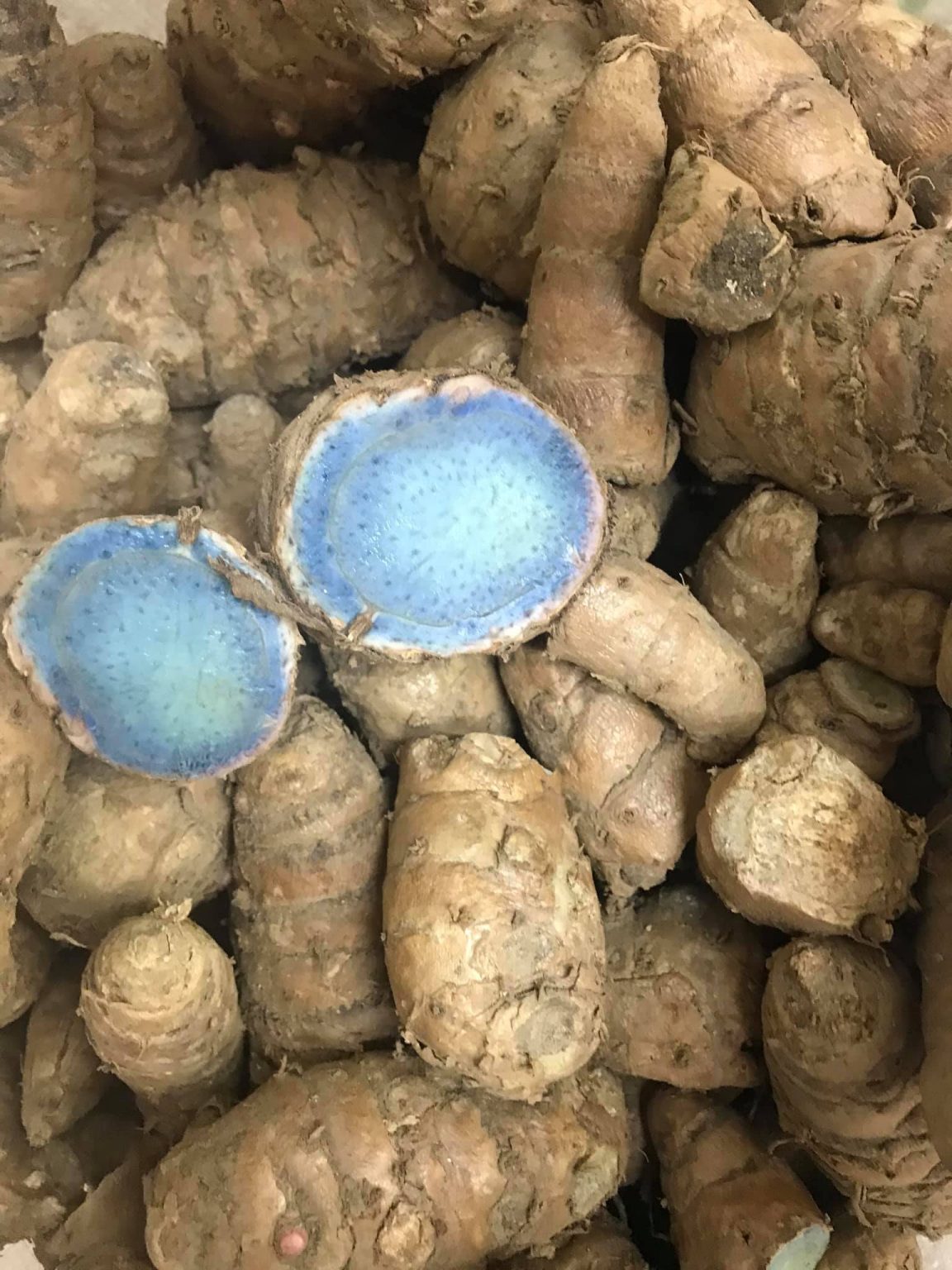 Turmuric Fresh FRESH BACK TURMERIC - GIA GIA NGUYEN COMPANY LIMITED