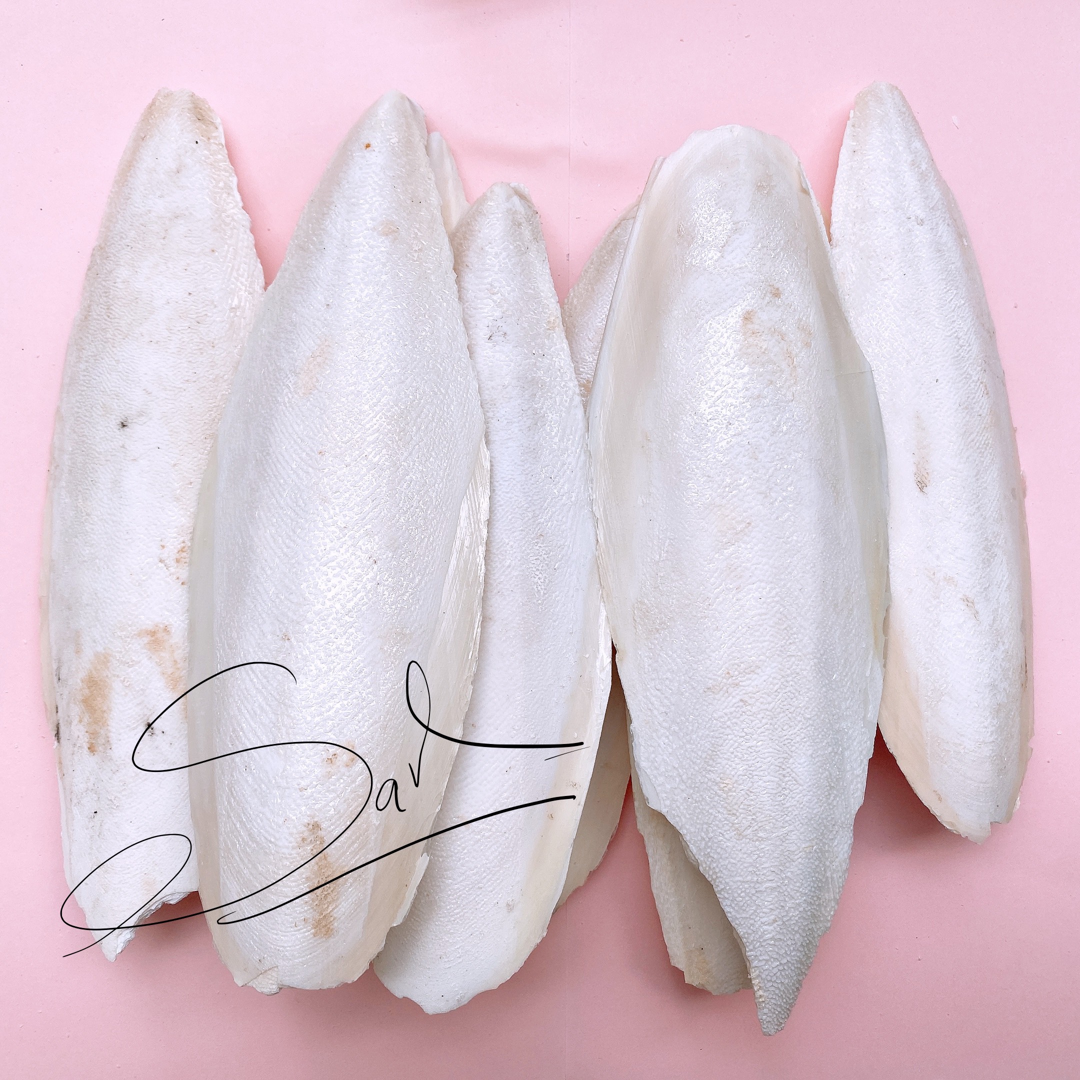 Natural Cuttlebone – 3.94 Inch Long, Cuttlefish Bone – Ideal Bird Calcium Supplement